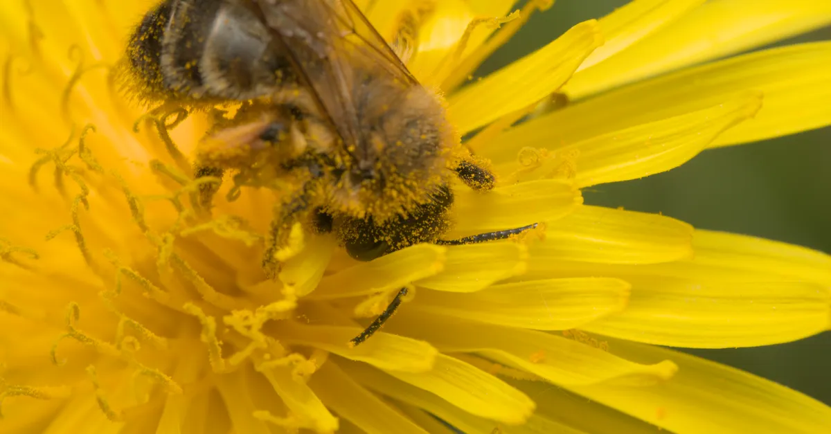 Close-up of a bumblebee collecting pollen on a blooming dandelion flower, showcasing nature's beauty.