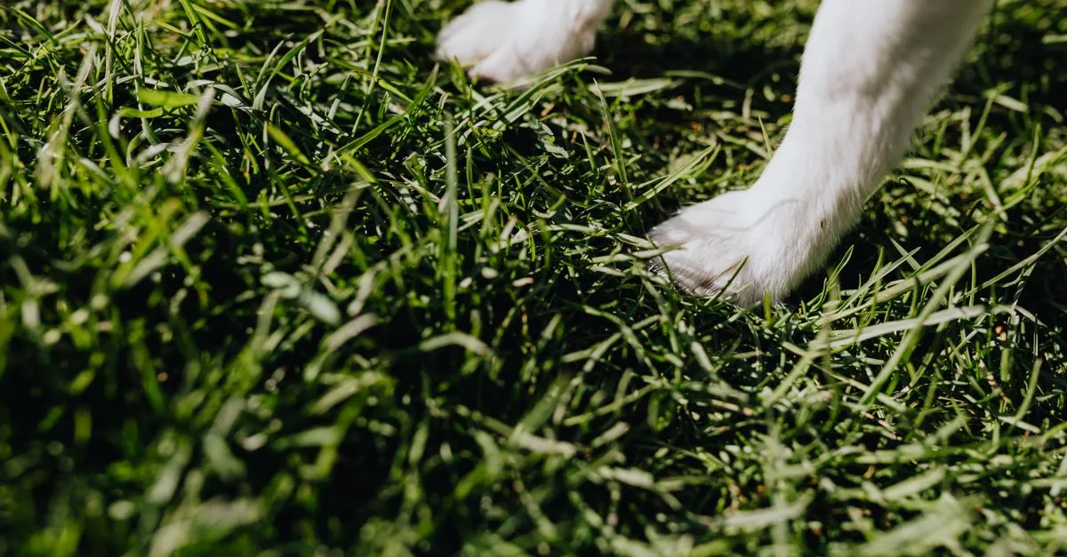 White front paws of little dog standing on green grass lawn in park on sunny summer day